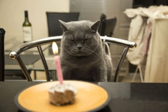 Tiup Lilin Sampai Makan Kue Tar, Begini Meriahnya Pesta Ulang Tahun ala Kucing. Lucu Banget sih!!! 21