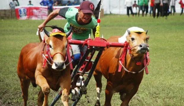 Tanpa Kita Sadari, 5 Perayaan Hura-hura ini Ternyata Justru Menyiksa Hewan. Mau Sampai Kapan? 14