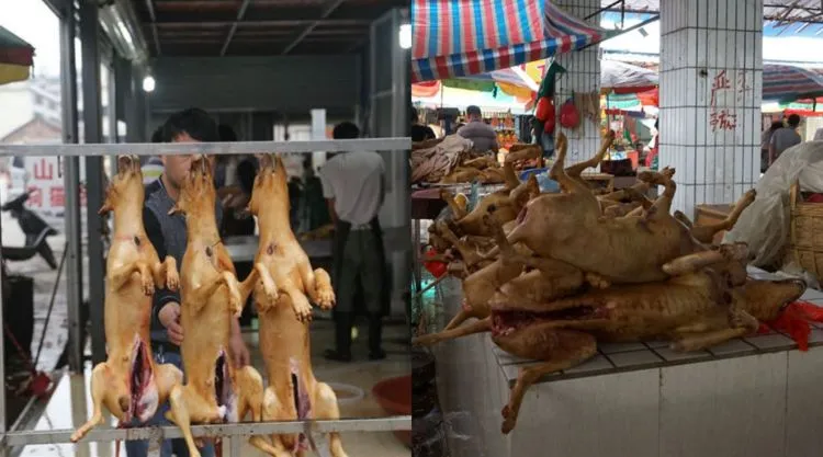 Tanpa Kita Sadari, 5 Perayaan Hura-hura ini Ternyata Justru Menyiksa Hewan. Mau Sampai Kapan? 12
