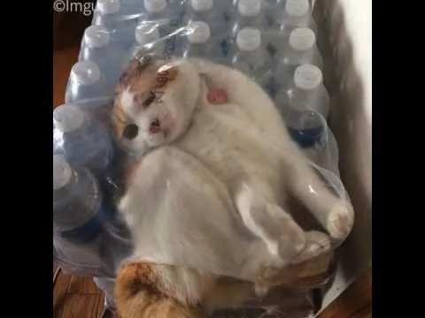 15 Kucing ini Seolah Terjebak dalam Posisi Sulit. Pengen Nolong Tapi Nggak Kuat Liatnya, Gemesnya! 29