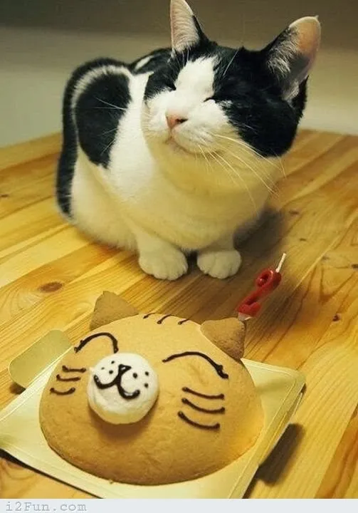 Tiup Lilin Sampai Makan Kue Tar, Begini Meriahnya Pesta Ulang Tahun ala Kucing. Lucu Banget sih!!! 22