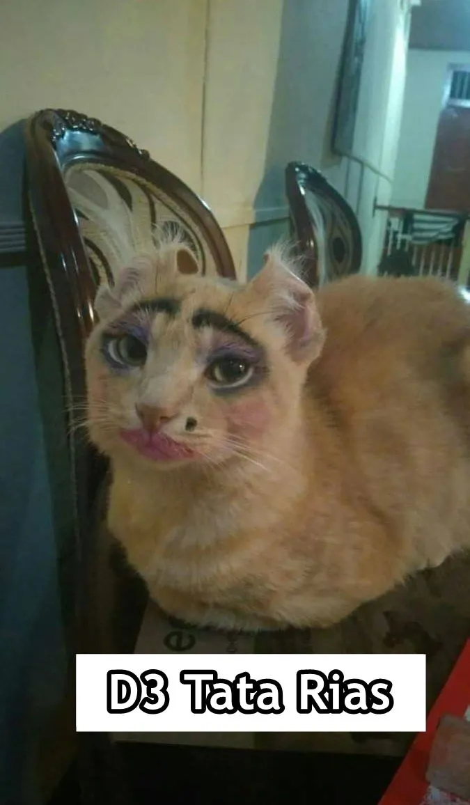 Andai Kucing Bisa Mengenyam Pendidikan, Mungkin ini 15 Jurusan yang Mereka Geluti. Gemes Liatnya! 23