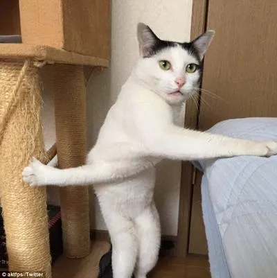 15 Kucing ini Seolah Terjebak dalam Posisi Sulit. Pengen Nolong Tapi Nggak Kuat Liatnya, Gemesnya! 27
