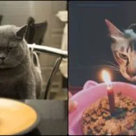 Tiup Lilin Sampai Makan Kue Tar, Begini Meriahnya Pesta Ulang Tahun ala Kucing. Lucu Banget sih!!!