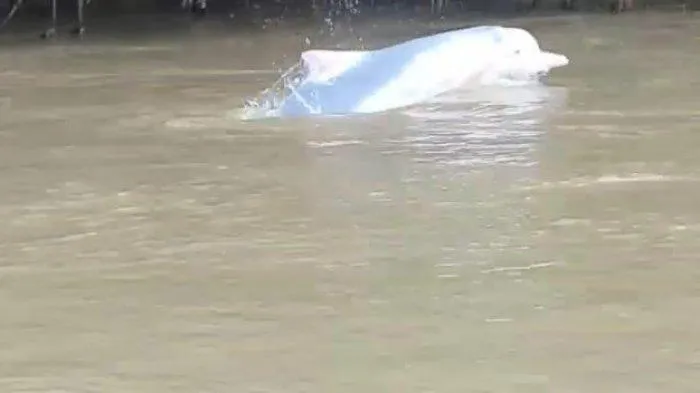 Dua Lumba-lumba Punggung Bungkuk Kesasar di Sungai Kualuh Sumut. Sementara, Diduga Karena Air Pasang 4
