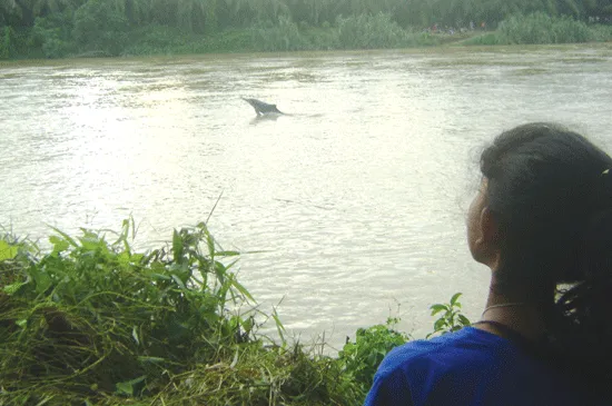 Dua Lumba-lumba Punggung Bungkuk Kesasar di Sungai Kualuh Sumut. Sementara, Diduga Karena Air Pasang 6