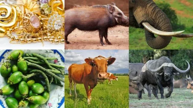 Makna Luhur di Balik Mahalnya Mahar dalam Pernikahan Adat Sumba. Bisa Capai 500 Juta! 13