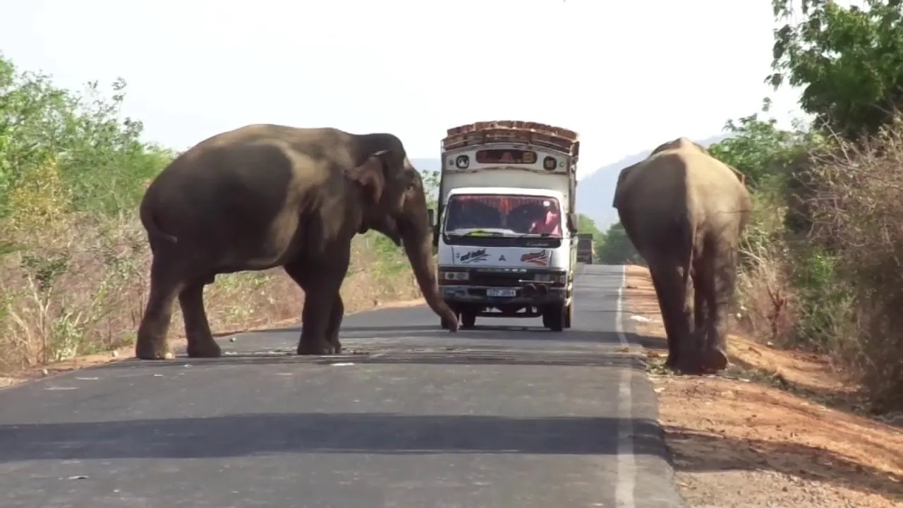 Seekor Anak Gajah Terjebak di Sungai, Warga Gotong Royong Menolongnya. Videonya Bikin Deg-Degan! 3