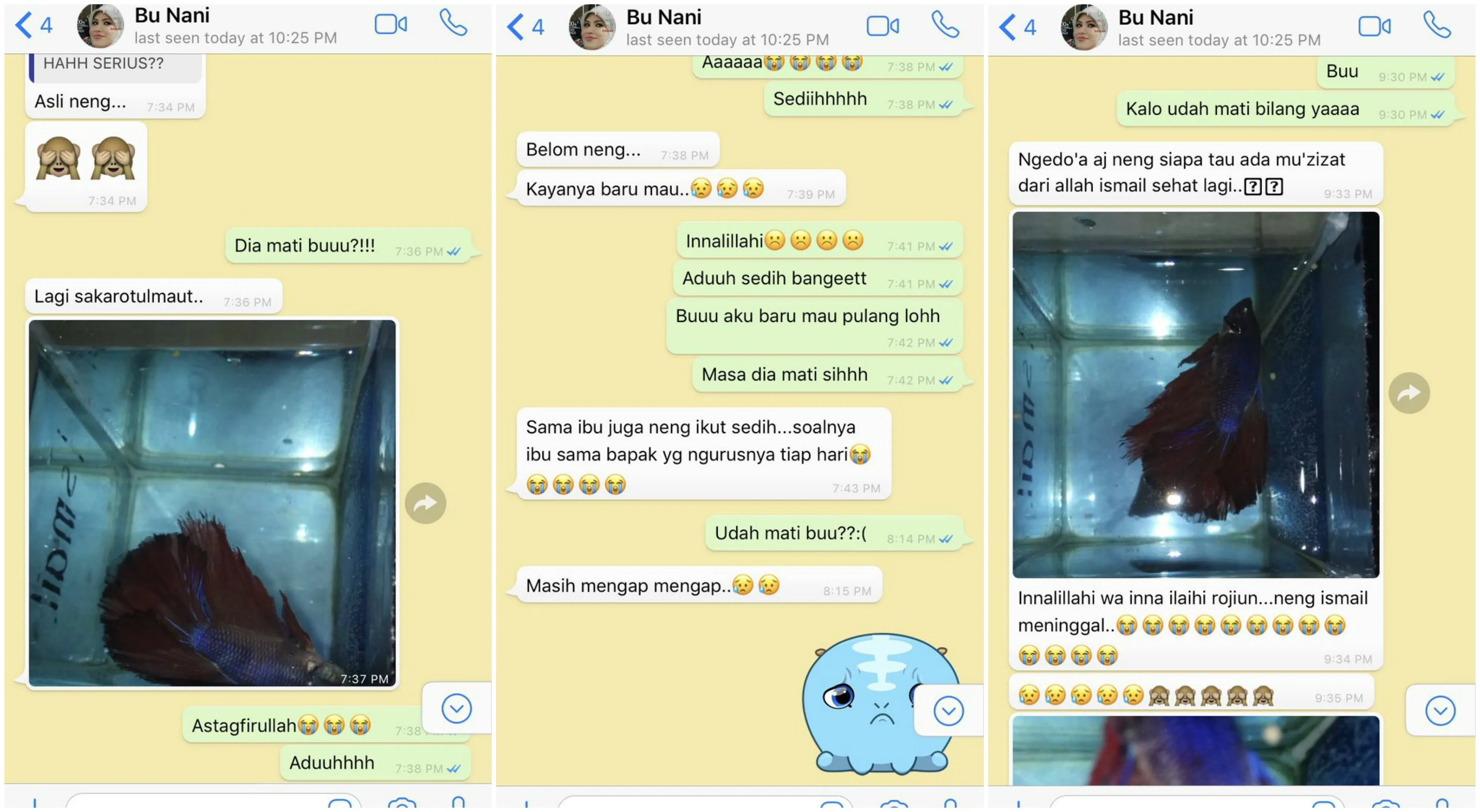 Kabarkan Cupang yang Sekarat, Chat Ibu Kos dan Cewek ini Bukti Level Akrab Mereka Super Mantul! 5