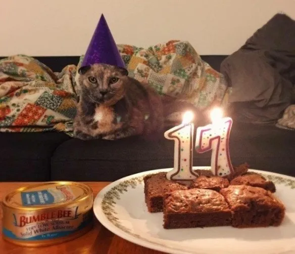 Tiup Lilin Sampai Makan Kue Tar, Begini Meriahnya Pesta Ulang Tahun ala Kucing. Lucu Banget sih!!! 26