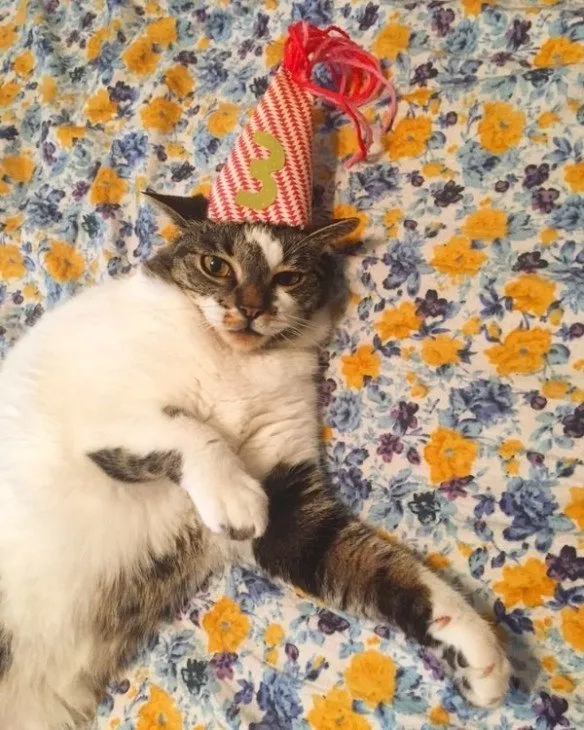Tiup Lilin Sampai Makan Kue Tar, Begini Meriahnya Pesta Ulang Tahun ala Kucing. Lucu Banget sih!!! 29