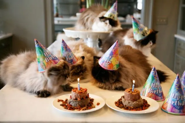 Tiup Lilin Sampai Makan Kue Tar, Begini Meriahnya Pesta Ulang Tahun ala Kucing. Lucu Banget sih!!! 27