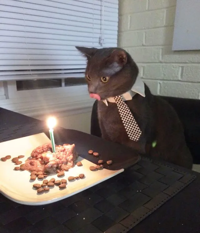 Tiup Lilin Sampai Makan Kue Tar, Begini Meriahnya Pesta Ulang Tahun ala Kucing. Lucu Banget sih!!! 17