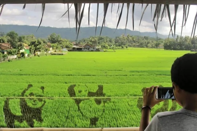 Sawah Kreasi Jogja, Destinasi Instagramable dengan Aneka Gambar Lucu di Sawah. Unyu Banget Sih! 6