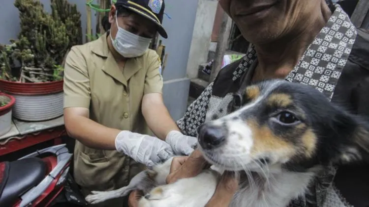 Polemik Razia Kucing dan Anjing Liar di Jakarta. Nasib Hewan Terlantar di Indonesia Masih Memilukan 6