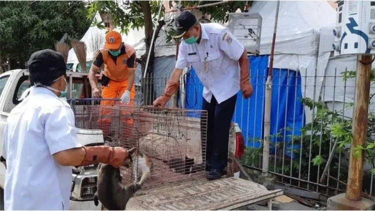 Polemik Razia Kucing dan Anjing Liar di Jakarta. Nasib Hewan Terlantar di Indonesia Masih Memilukan 4