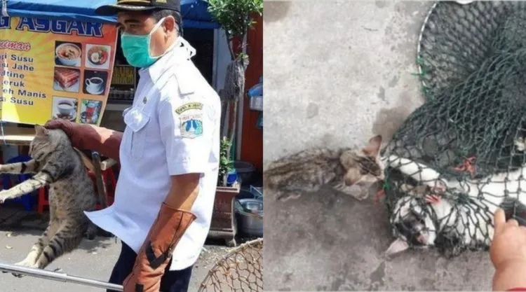 Polemik Razia Kucing dan Anjing Liar di Jakarta. Nasib Hewan Terlantar di Indonesia Masih Memilukan 5