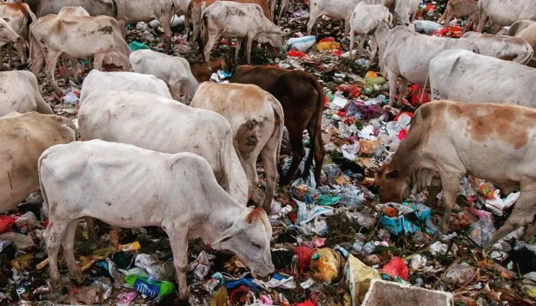 Potret Menyedihkan di Kawatuna Palu: Ribuan Sapi Dibiarkan Makan Sampah Karena Pakan Ternak Mahal 5