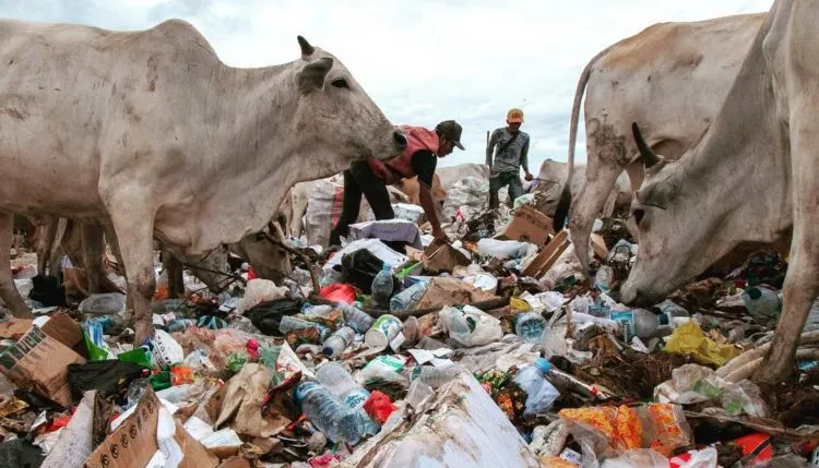 Potret Menyedihkan di Kawatuna Palu: Ribuan Sapi Dibiarkan Makan Sampah Karena Pakan Ternak Mahal 6