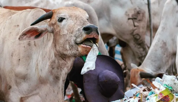 Potret Menyedihkan di Kawatuna Palu: Ribuan Sapi Dibiarkan Makan Sampah Karena Pakan Ternak Mahal 7