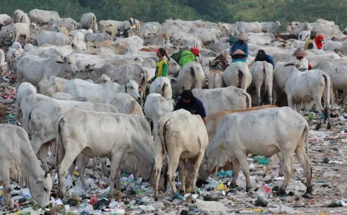 Potret Menyedihkan di Kawatuna Palu: Ribuan Sapi Dibiarkan Makan Sampah Karena Pakan Ternak Mahal 8