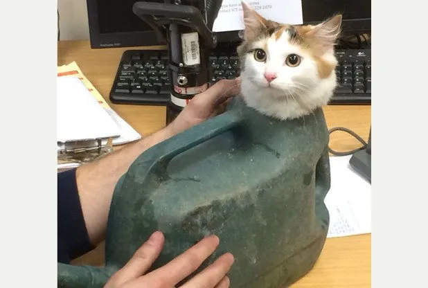 15 Kucing ini Seolah Terjebak dalam Posisi Sulit. Pengen Nolong Tapi Nggak Kuat Liatnya, Gemesnya! 30