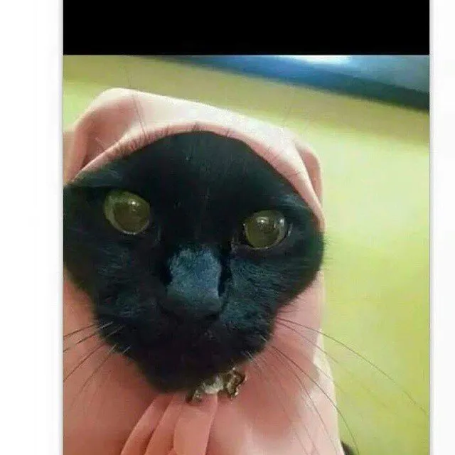 13 Kucing Berkerudung yang Nggak Kalah Imut Sama Hijabers Instagram. Duh, Anak Salihah Mau ke Mana sih? 24