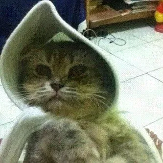 13 Kucing Berkerudung yang Nggak Kalah Imut Sama Hijabers Instagram. Duh, Anak Salihah Mau ke Mana sih? 20