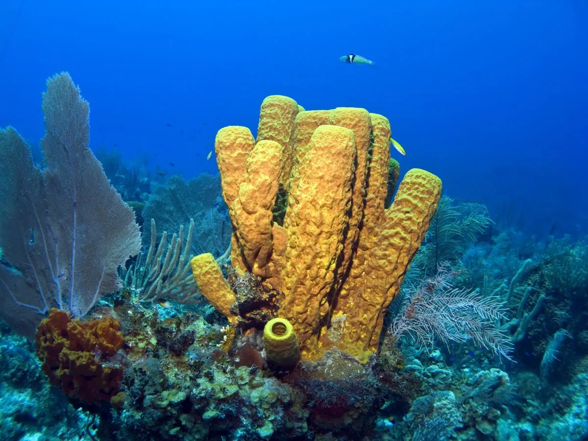 7 Pertanyaan Penting dari Serial Spongebob yang Bikin Nggak Bisa Tidur. Ada yang Tahu Jawabannya? 8
