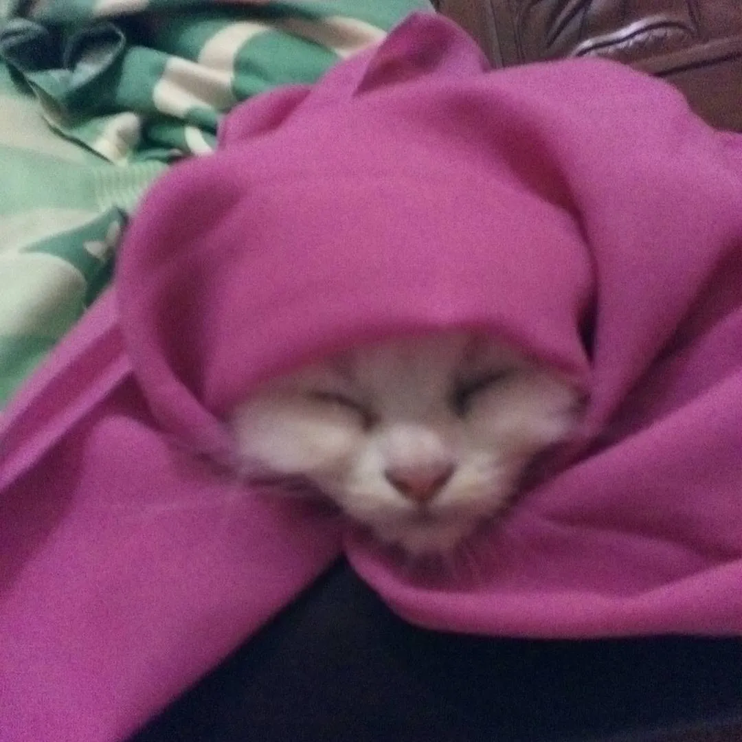 13 Kucing Berkerudung yang Nggak Kalah Imut Sama Hijabers Instagram. Duh, Anak Salihah Mau ke Mana sih? 21