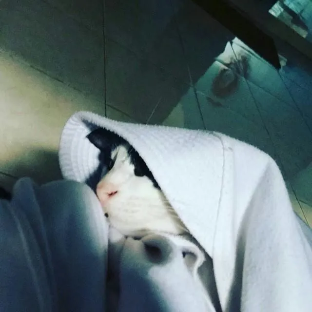 13 Kucing Berkerudung yang Nggak Kalah Imut Sama Hijabers Instagram. Duh, Anak Salihah Mau ke Mana sih? 18