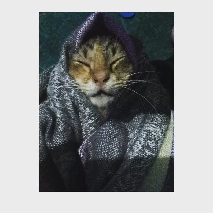 13 Kucing Berkerudung yang Nggak Kalah Imut Sama Hijabers Instagram. Duh, Anak Salihah Mau ke Mana sih? 23