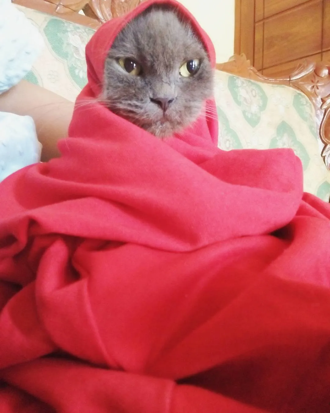 13 Kucing Berkerudung yang Nggak Kalah Imut Sama Hijabers Instagram. Duh, Anak Salihah Mau ke Mana sih? 22