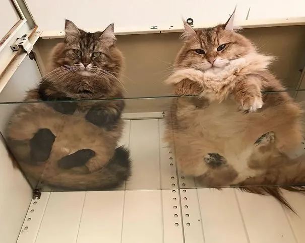 10 Alasan Kuat Pemilik Kucing Perlu Beli Meja Kaca. Biar si Gemas Bisa Pose Manis Manja Begini 21