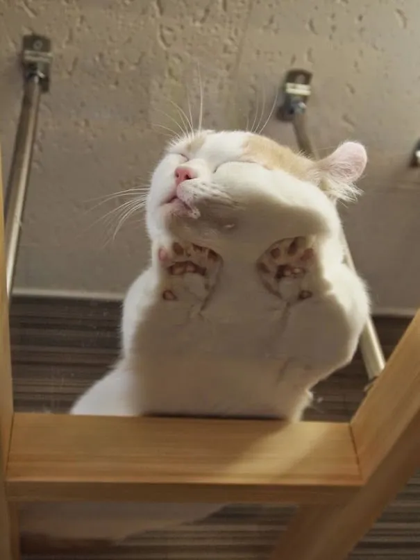 10 Alasan Kuat Pemilik Kucing Perlu Beli Meja Kaca. Biar si Gemas Bisa Pose Manis Manja Begini 22