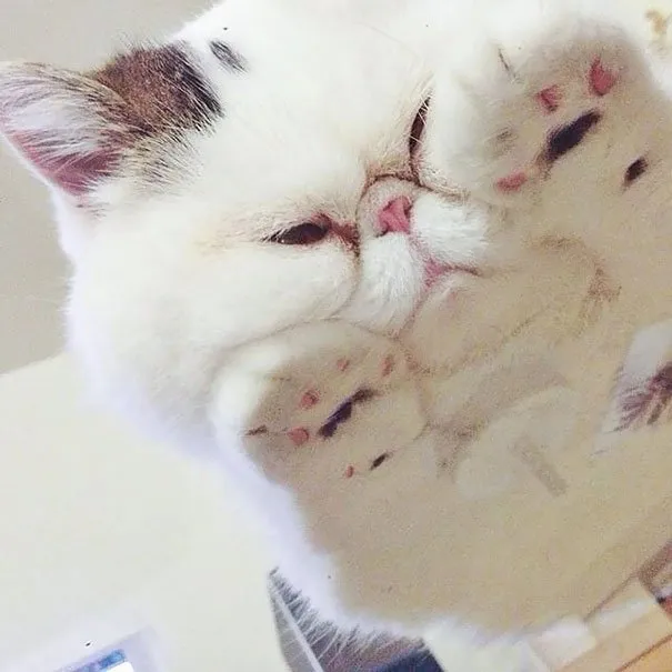 10 Alasan Kuat Pemilik Kucing Perlu Beli Meja Kaca. Biar si Gemas Bisa Pose Manis Manja Begini 14