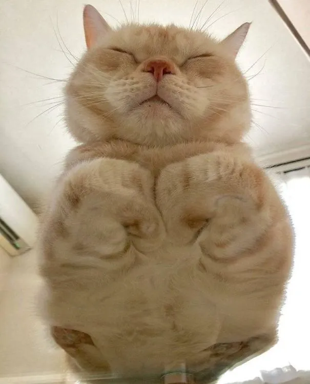 10 Alasan Kuat Pemilik Kucing Perlu Beli Meja Kaca. Biar si Gemas Bisa Pose Manis Manja Begini 13