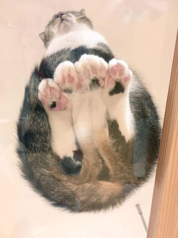 10 Alasan Kuat Pemilik Kucing Perlu Beli Meja Kaca. Biar si Gemas Bisa Pose Manis Manja Begini 12