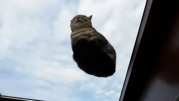 10 Alasan Kuat Pemilik Kucing Perlu Beli Meja Kaca. Biar si Gemas Bisa Pose Manis Manja Begini 20