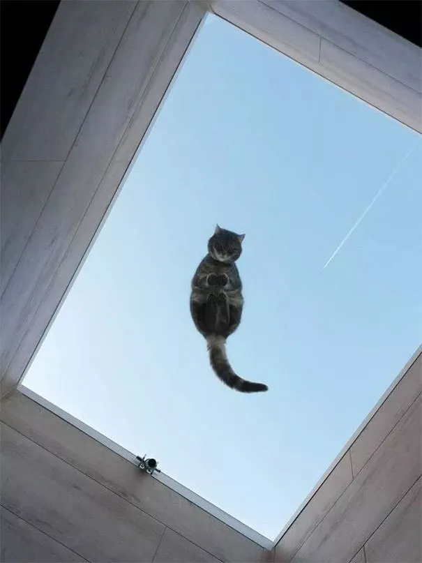 10 Alasan Kuat Pemilik Kucing Perlu Beli Meja Kaca. Biar si Gemas Bisa Pose Manis Manja Begini 19
