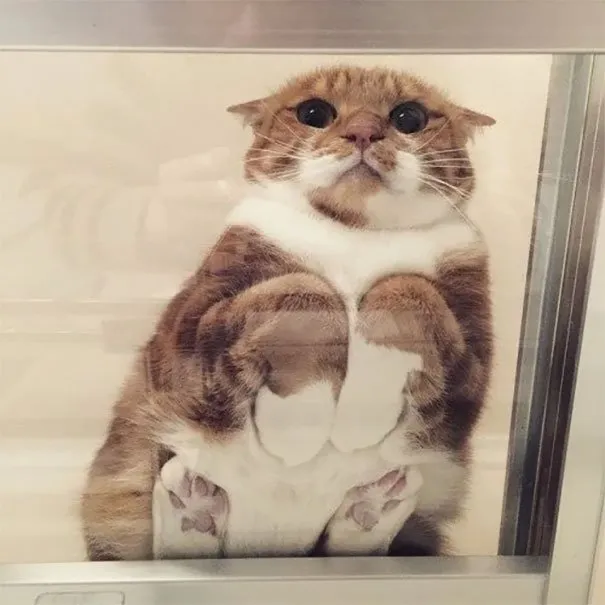 10 Alasan Kuat Pemilik Kucing Perlu Beli Meja Kaca. Biar si Gemas Bisa Pose Manis Manja Begini 17