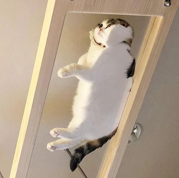 10 Alasan Kuat Pemilik Kucing Perlu Beli Meja Kaca. Biar si Gemas Bisa Pose Manis Manja Begini 16