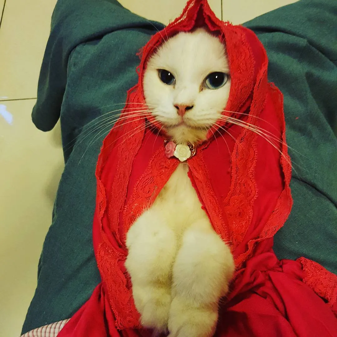 13 Kucing Berkerudung yang Nggak Kalah Imut Sama Hijabers Instagram. Duh, Anak Salihah Mau ke Mana sih? 17
