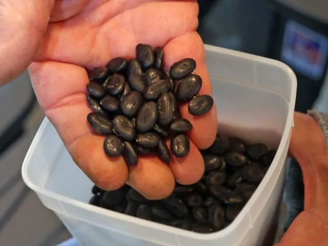 8 Bahan Pewarna Hitam Alami yang Dipakai untuk Bikin Es Krim Hingga Piza 14 pewarna hitam alami