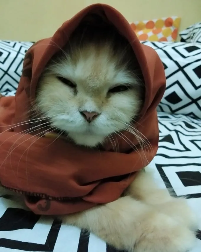 13 Kucing Berkerudung yang Nggak Kalah Imut Sama Hijabers Instagram. Duh, Anak Salihah Mau ke Mana sih? 16