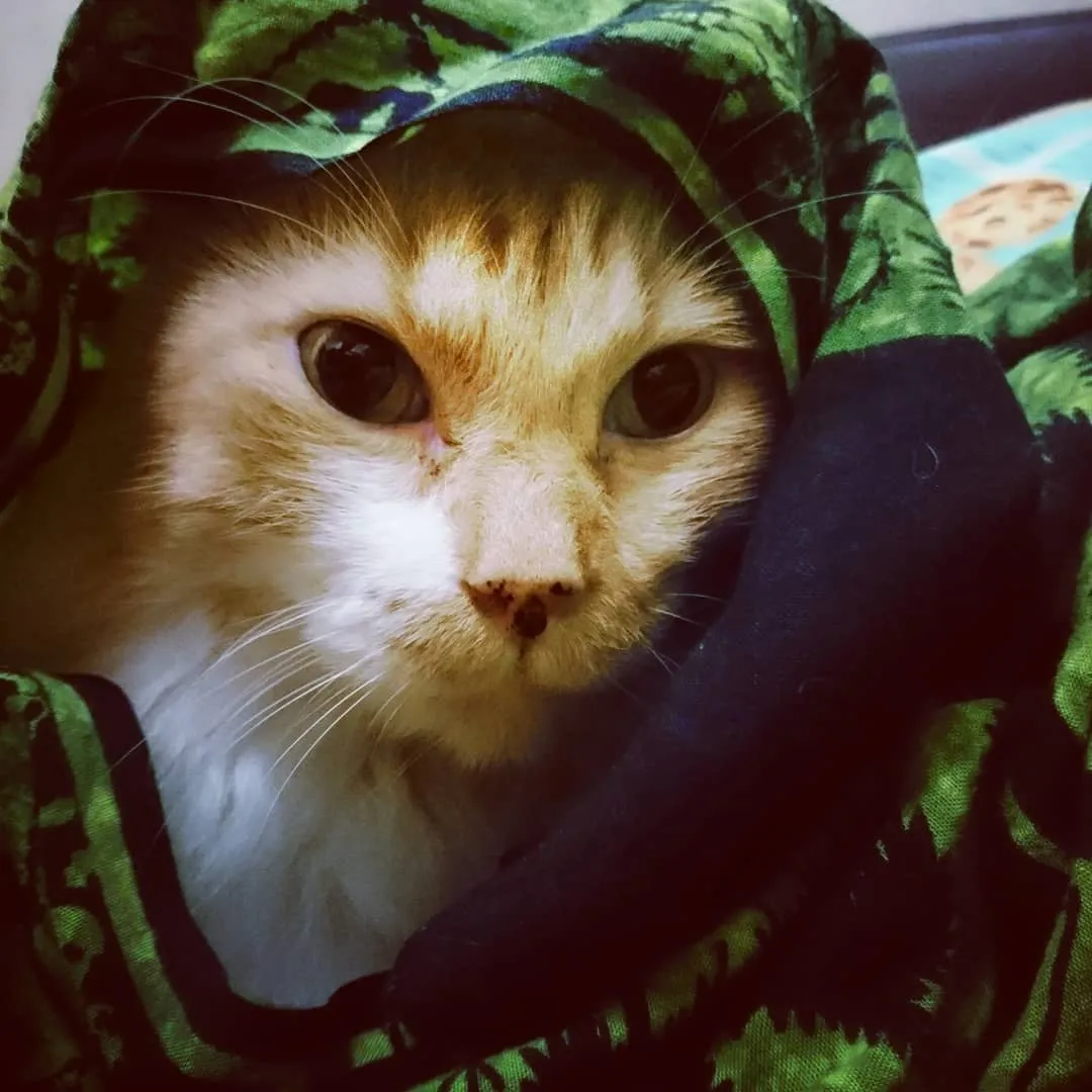 13 Kucing Berkerudung yang Nggak Kalah Imut Sama Hijabers Instagram. Duh, Anak Salihah Mau ke Mana sih? 25