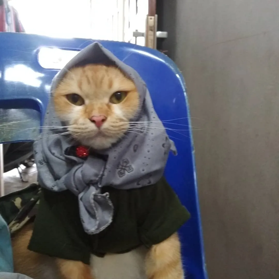 13 Kucing Berkerudung yang Nggak Kalah Imut Sama Hijabers Instagram. Duh, Anak Salihah Mau ke Mana sih? 19