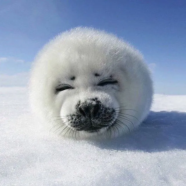 10 Hewan Lucu Berbentuk Bulat ini Lebih Mirip Boneka daripada Binatang deh. Gemes Banget! 13