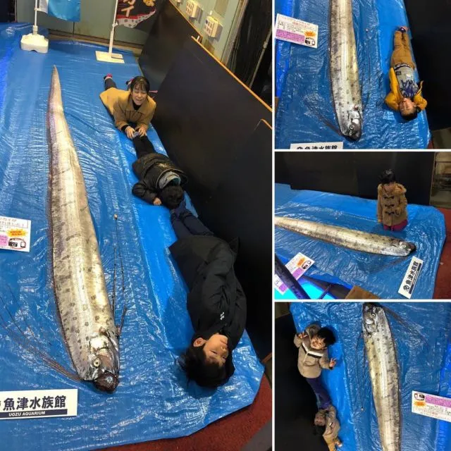 Ikan Raksasa dari Laut Dalam Tertangkap Nelayan, Banyak Orang Jepang Khawatir itu Pertanda Tsunami 4