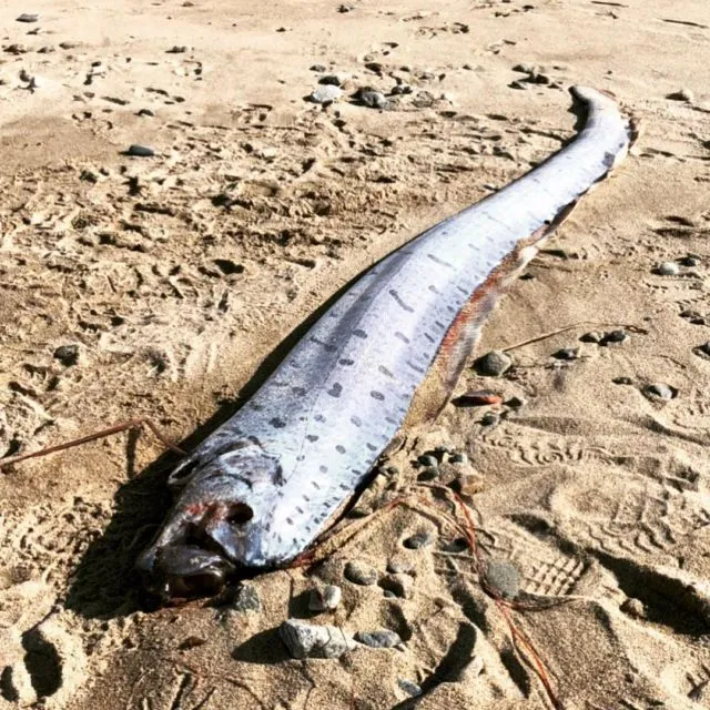 Ikan Raksasa dari Laut Dalam Tertangkap Nelayan, Banyak Orang Jepang Khawatir itu Pertanda Tsunami 5